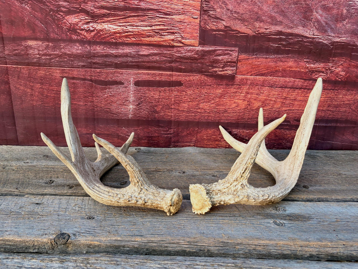 White-tailed Deer Antlers - Enormous Matching Set. Insane Mass! Decor Crafting and More.