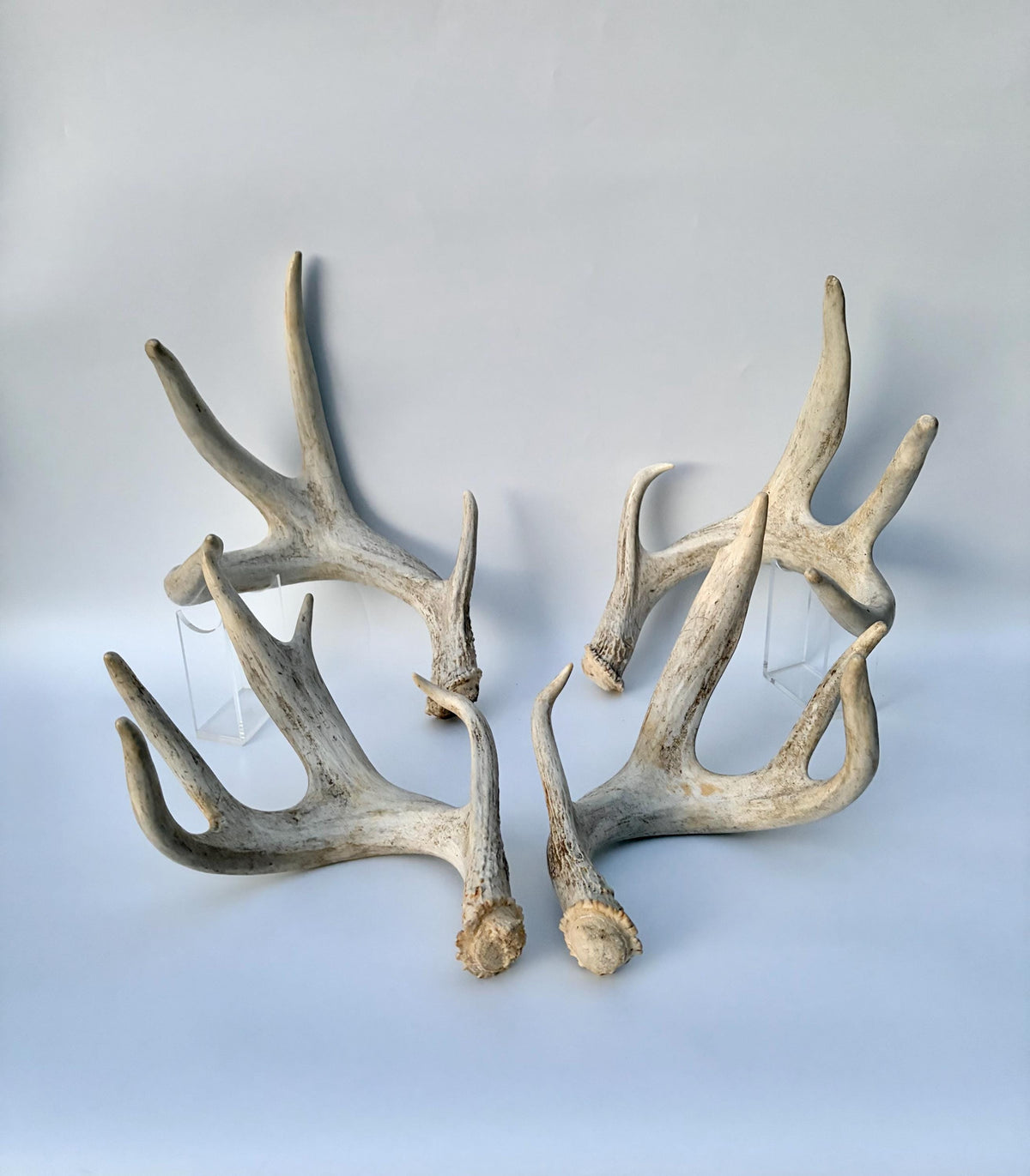 4 Deer Antlers - 2 Matched Sets From the Same Deer. Insane Mass. Super Heavy Whitetailed deer