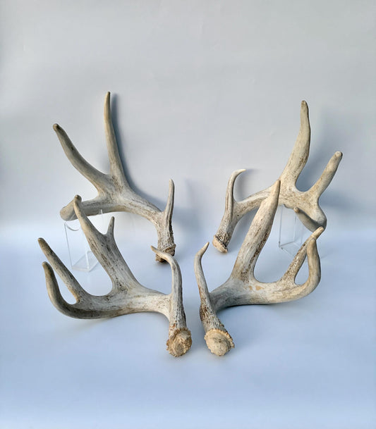 4 Deer Antlers - 2 Matched Sets From the Same Deer. Insane Mass. Super Heavy Whitetailed deer