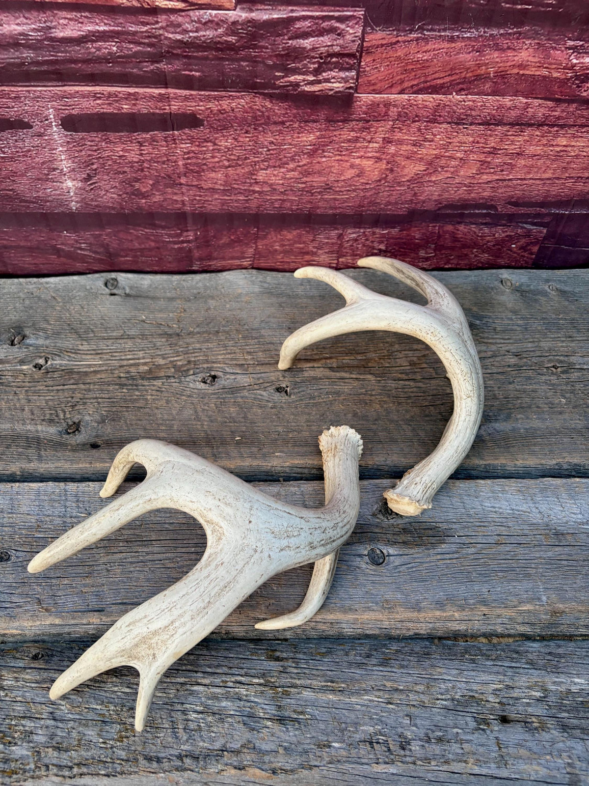 4 Deer Antlers - 2 Matched Sets From the Same Deer. Insane Mass. Super Heavy Whitetailed deer