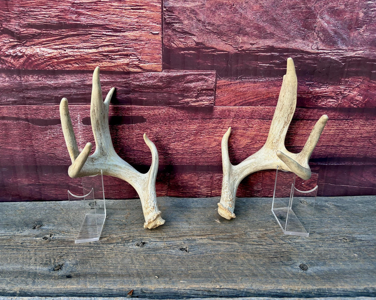 4 Deer Antlers - 2 Matched Sets From the Same Deer. Insane Mass. Super Heavy Whitetailed deer