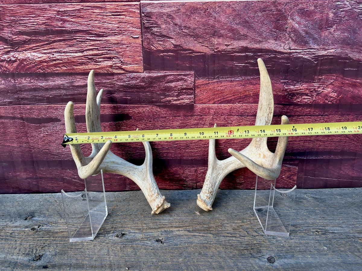 4 Deer Antlers - 2 Matched Sets From the Same Deer. Insane Mass. Super Heavy Whitetailed deer