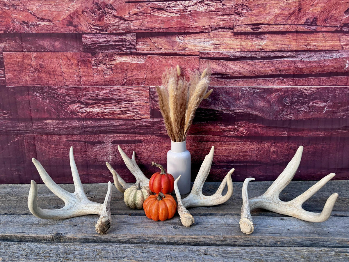 4 Deer Antlers - 2 Matched Sets From the Same Deer. Insane Mass. Super Heavy Whitetailed deer