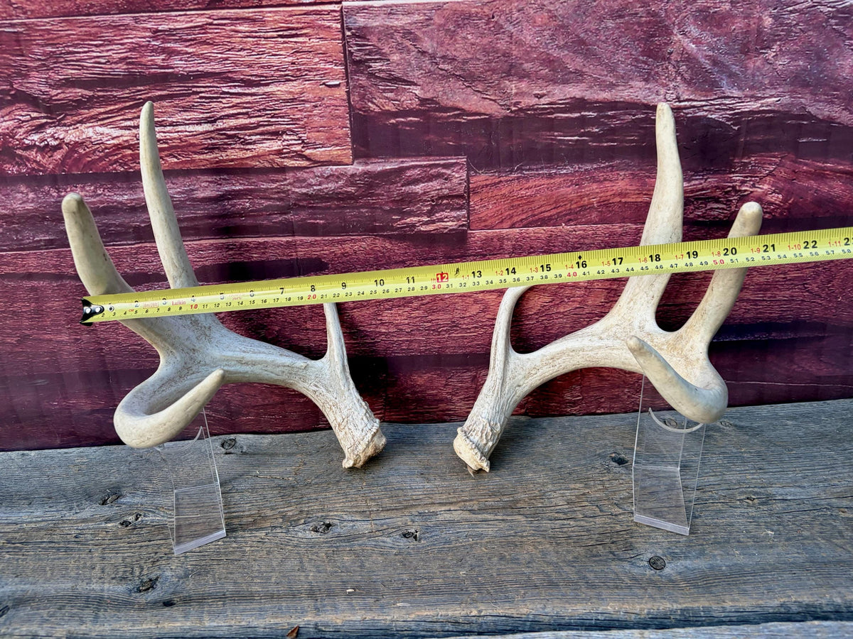 4 Deer Antlers - 2 Matched Sets From the Same Deer. Insane Mass. Super Heavy Whitetailed deer
