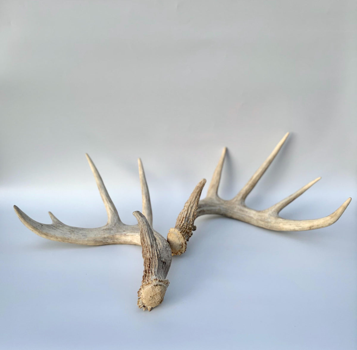 White-tailed Deer Antlers - Enormous Matching Set. Insane Mass! Decor Crafting and More. Perfect Condition