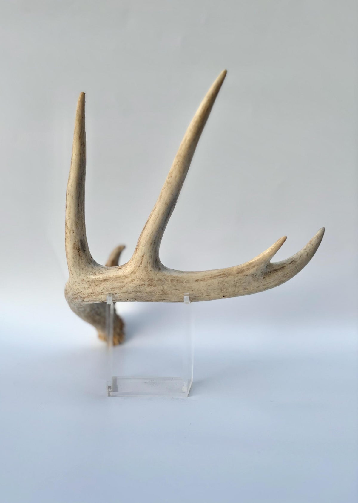 White-tailed Deer Antlers - Enormous Matching Set. Insane Mass! Decor Crafting and More. Perfect Condition