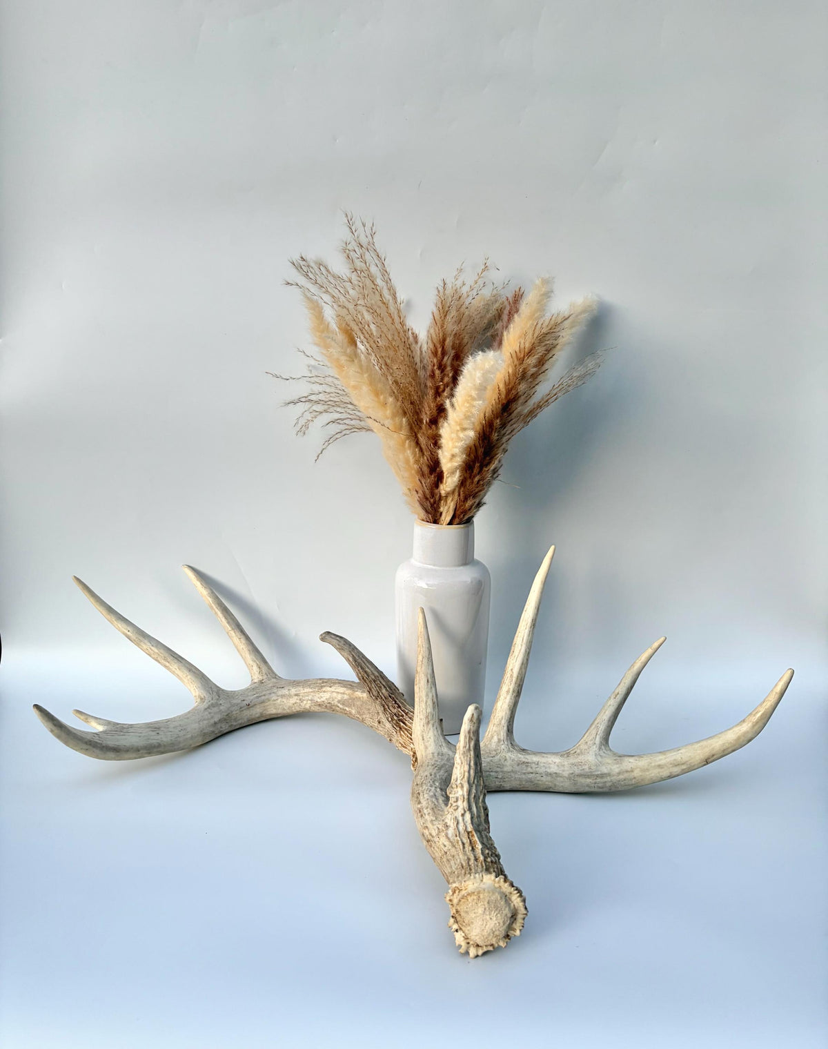 White-tailed Deer Antlers - Enormous Matching Set. Insane Mass! Decor Crafting and More. Perfect Condition