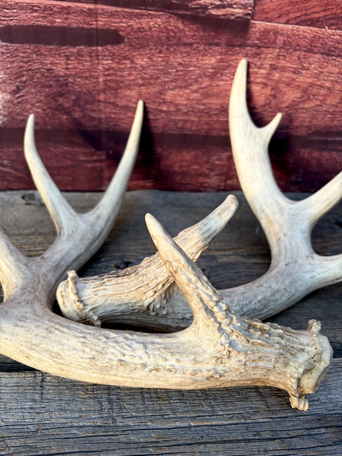 White-tailed Deer Antlers - Enormous Matching Set. Insane Mass! Decor Crafting and More. Perfect Condition