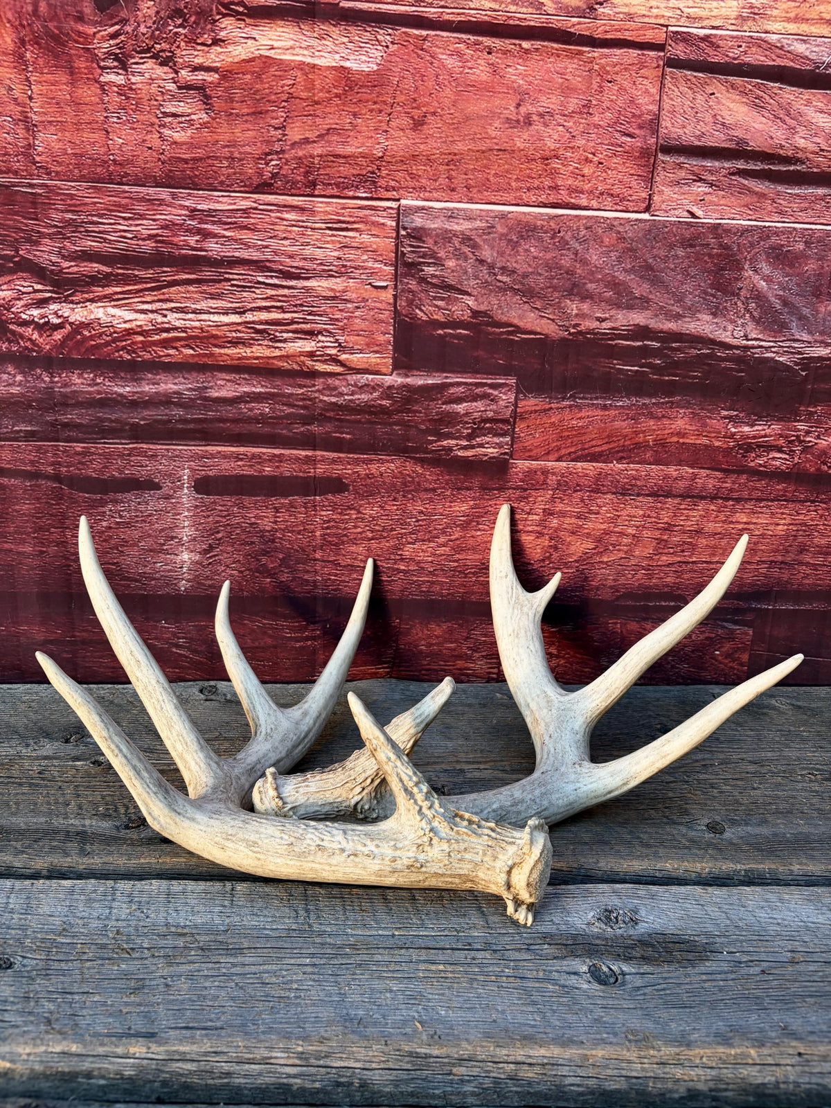 White-tailed Deer Antlers - Enormous Matching Set. Insane Mass! Decor Crafting and More. Perfect Condition