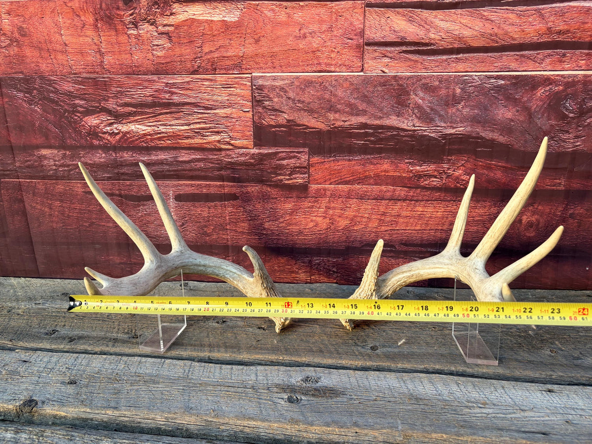 White-tailed Deer Antlers - Enormous Matching Set. Insane Mass! Decor Crafting and More. Perfect Condition
