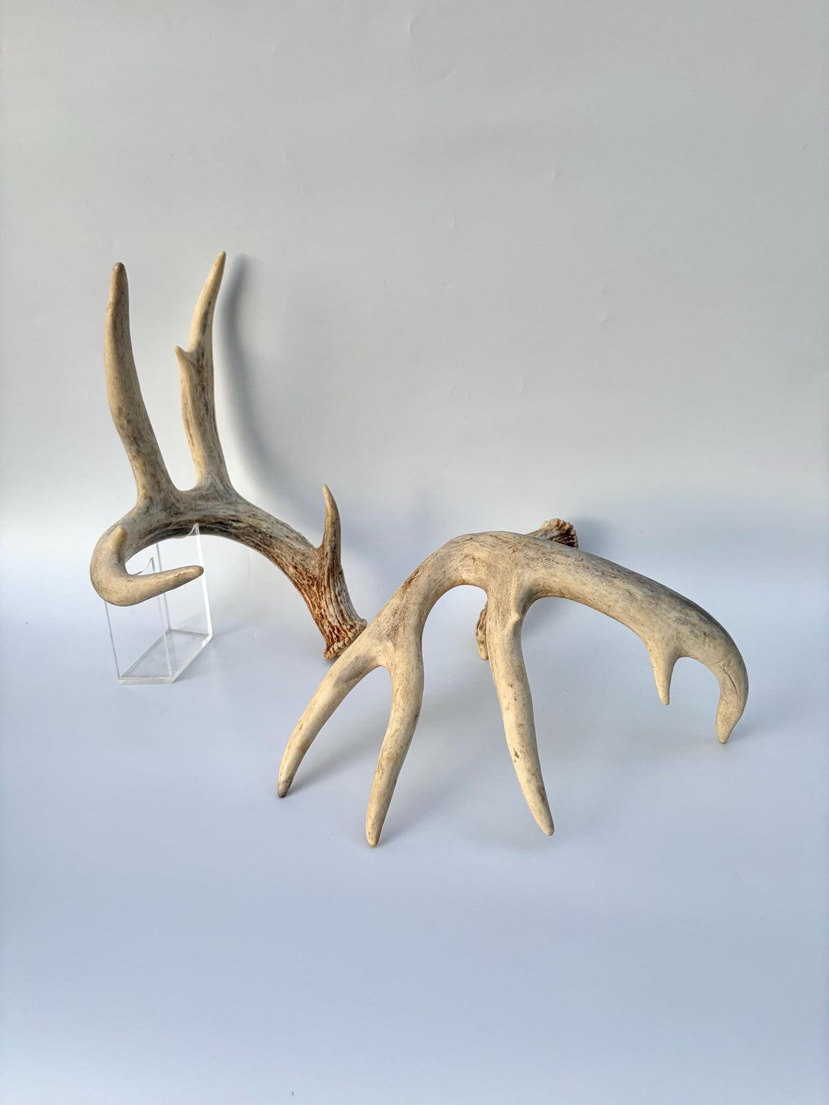 White-tailed Deer Antlers - Enormous Matching Set. Insane Mass! Decor Crafting and More. Perfect Condition
