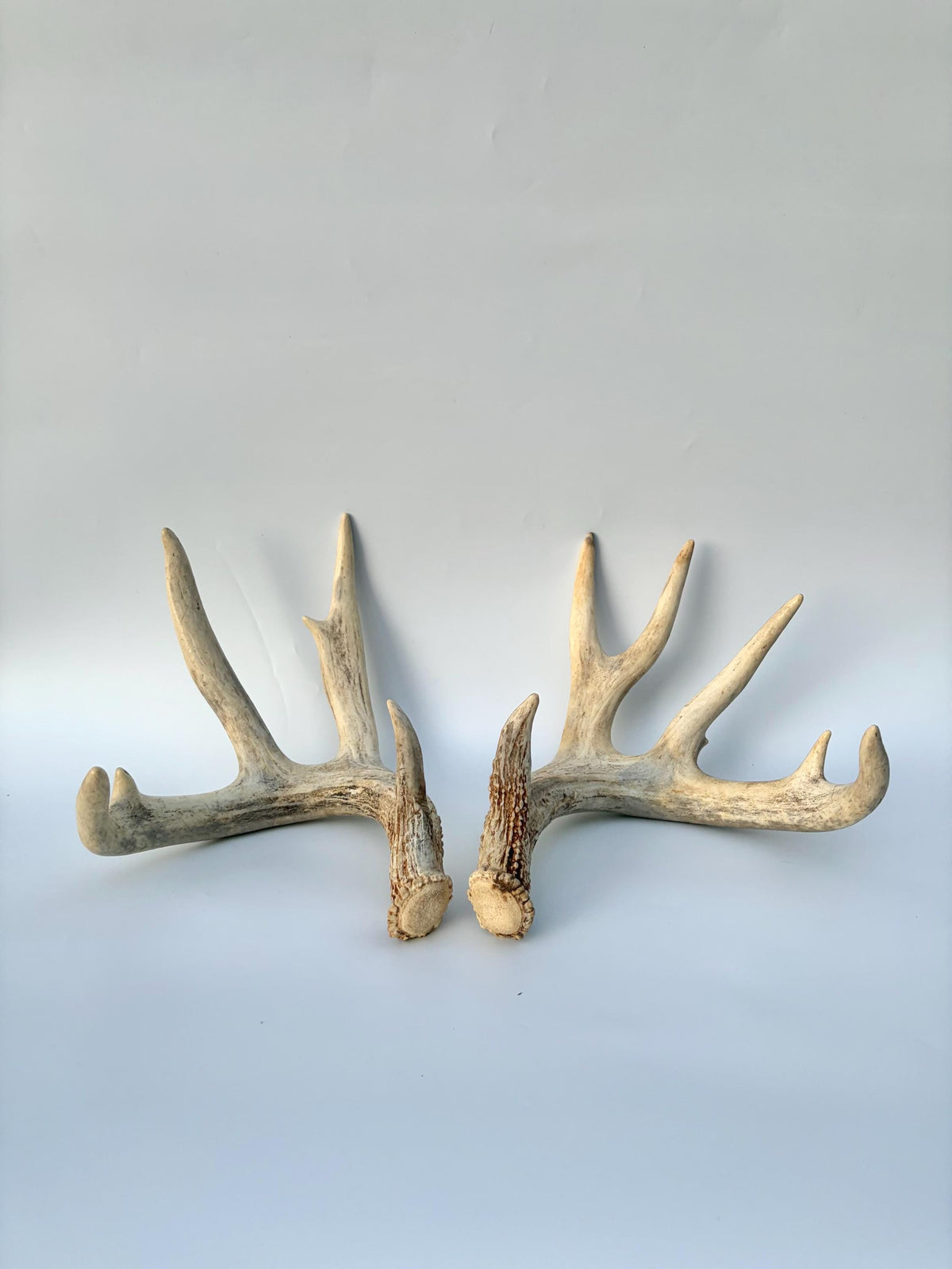 White-tailed Deer Antlers - Enormous Matching Set. Insane Mass! Decor Crafting and More. Perfect Condition