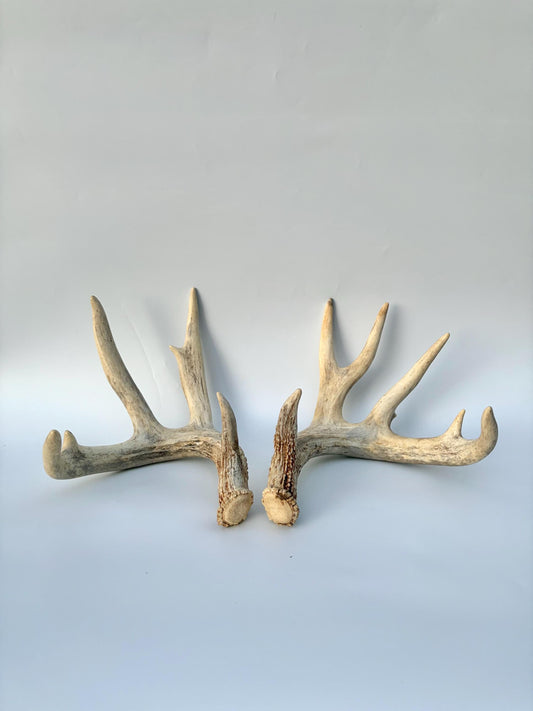 White-tailed Deer Antlers - Enormous Matching Set. Insane Mass! Decor Crafting and More. Perfect Condition