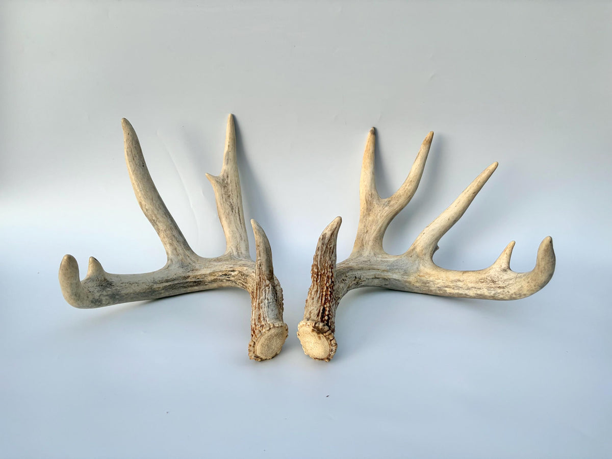 White-tailed Deer Antlers - Enormous Matching Set. Insane Mass! Decor Crafting and More. Perfect Condition