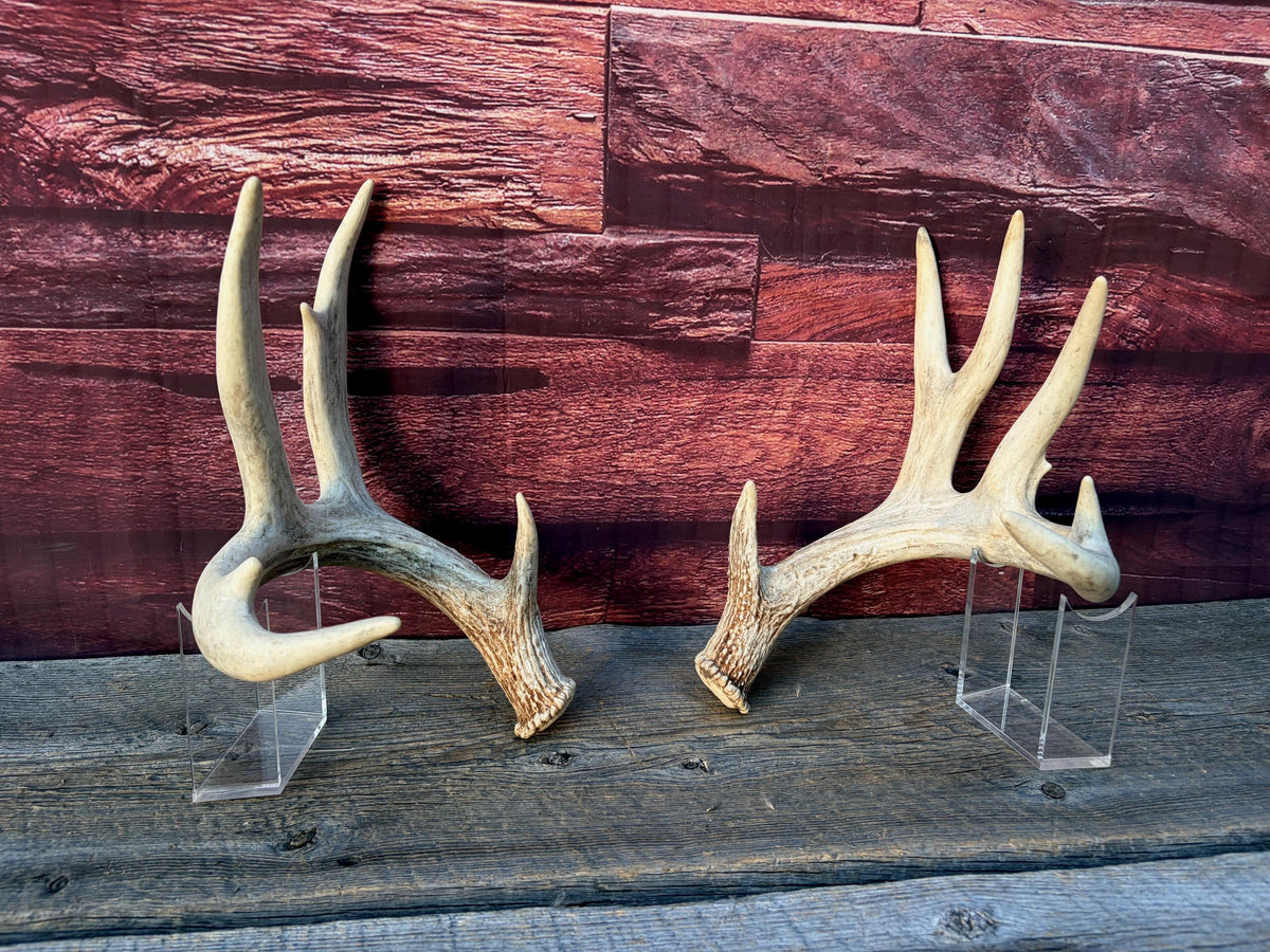 White-tailed Deer Antlers - Enormous Matching Set. Insane Mass! Decor Crafting and More. Perfect Condition