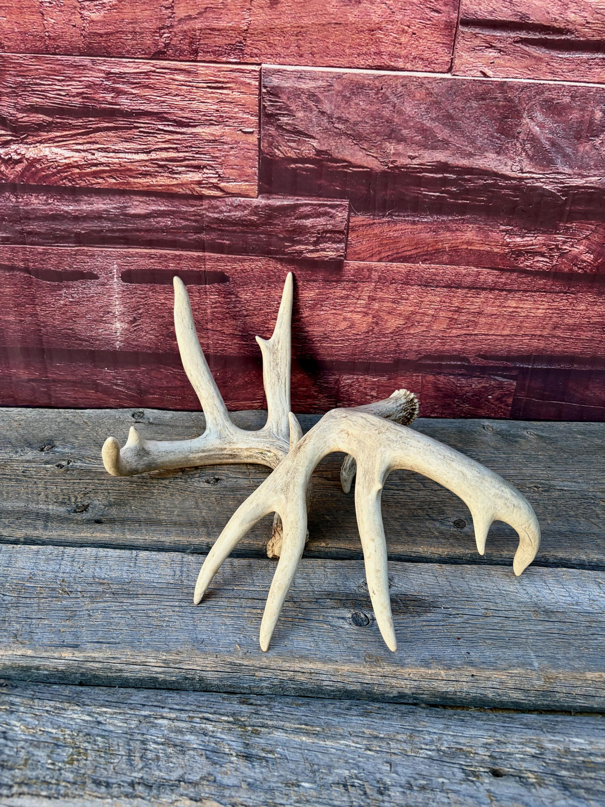 White-tailed Deer Antlers - Enormous Matching Set. Insane Mass! Decor Crafting and More. Perfect Condition