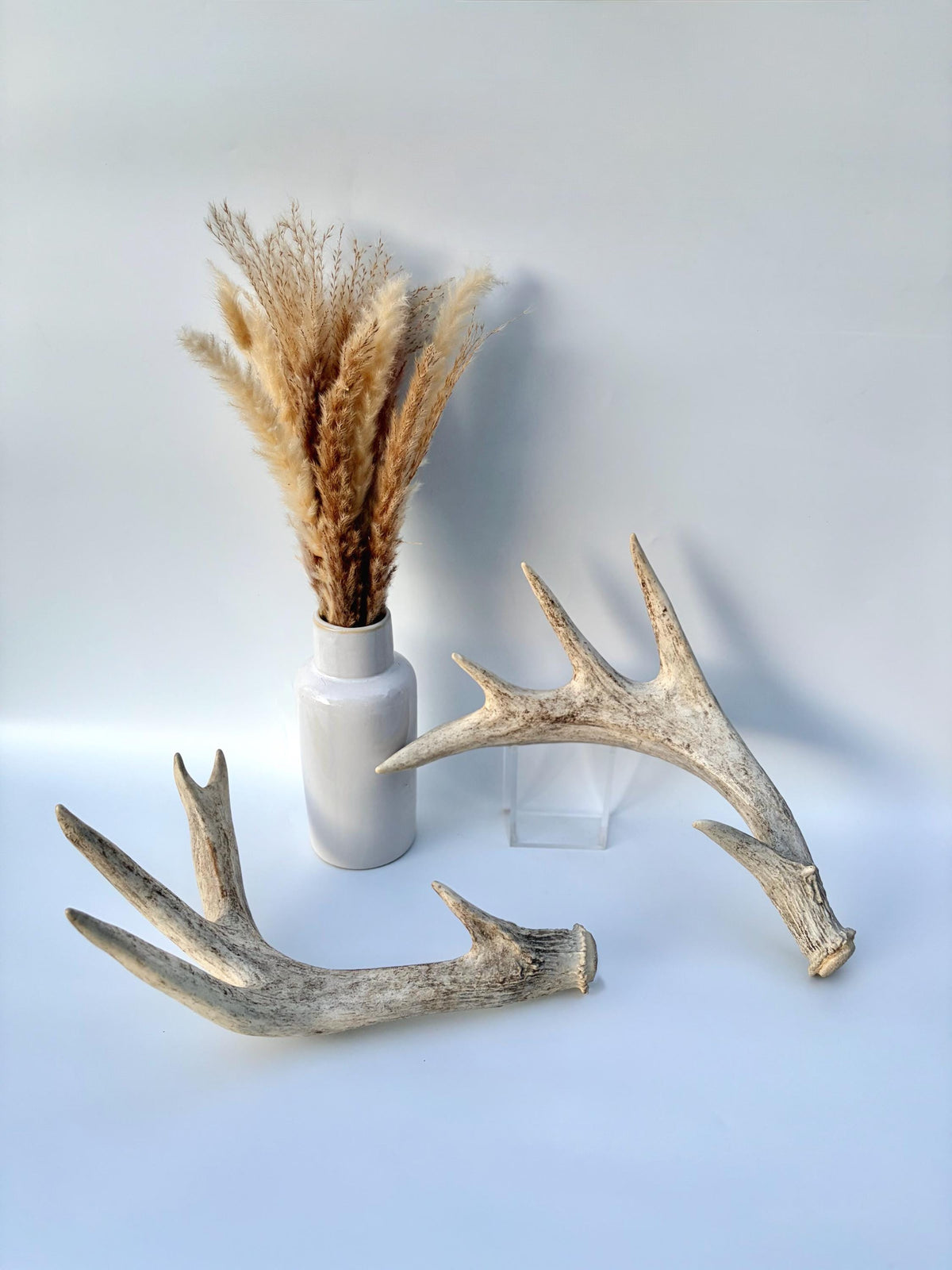 White-tailed Deer Antlers - Enormous Matching Set. Insane Mass! Decor Crafting and More.