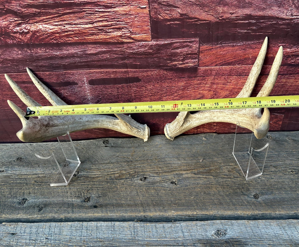 White-tailed Deer Antlers - Enormous Matching Set. Insane Mass! Decor Crafting and More.