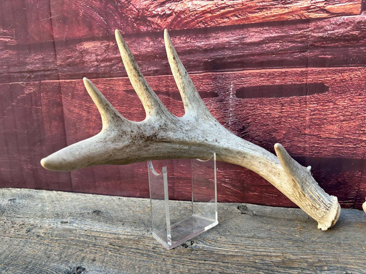 White-tailed Deer Antlers - Enormous Matching Set. Insane Mass! Decor Crafting and More.