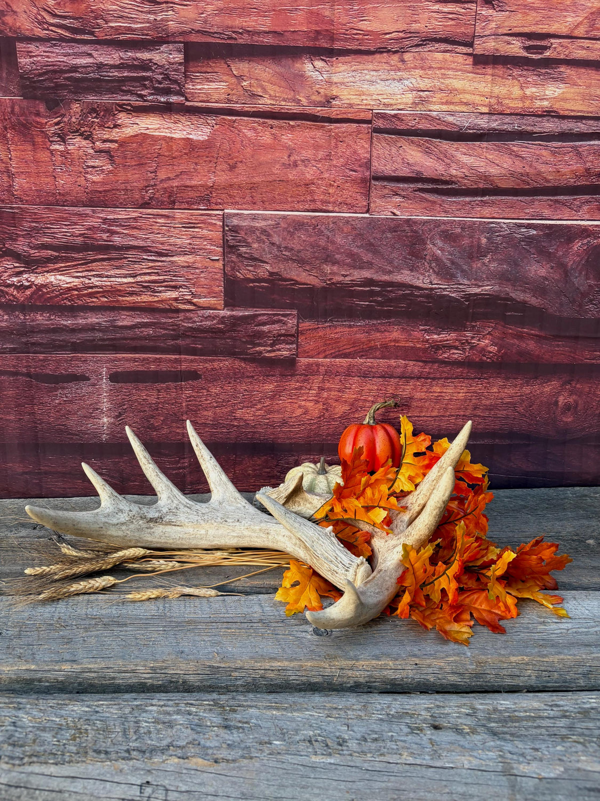 White-tailed Deer Antlers - Enormous Matching Set. Insane Mass! Decor Crafting and More.