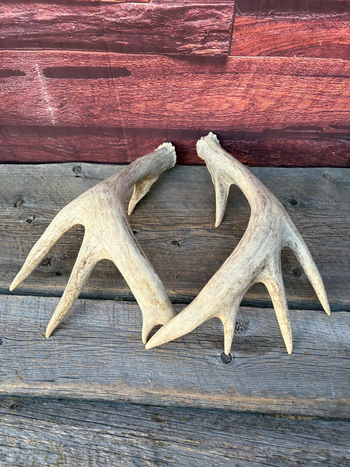 White-tailed Deer Antlers - Enormous Matching Set. Insane Mass! Decor Crafting and More.