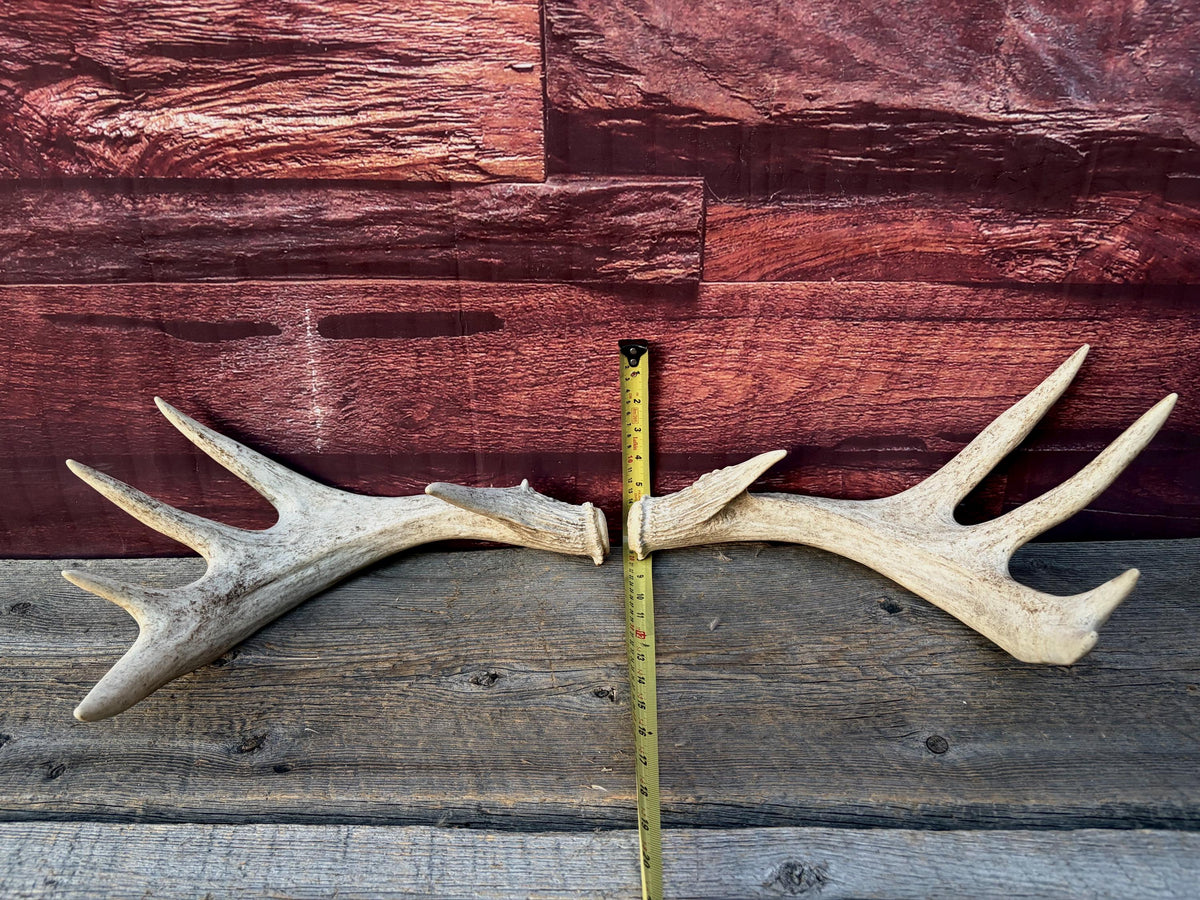 White-tailed Deer Antlers - Enormous Matching Set. Insane Mass! Decor Crafting and More.