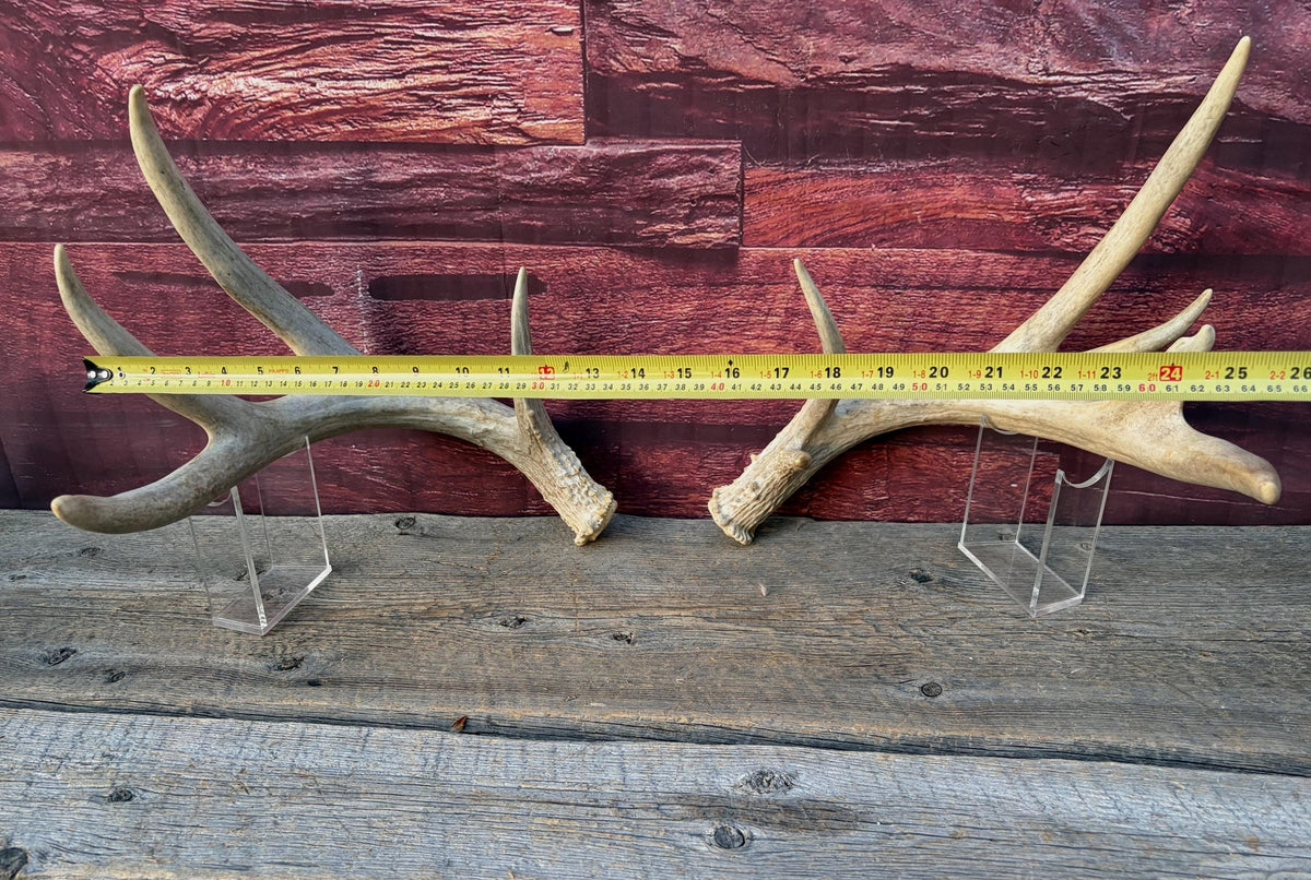 4 Deer Antlers - 2 Matched Sets From the Same Deer. Huge Whitetailed deer