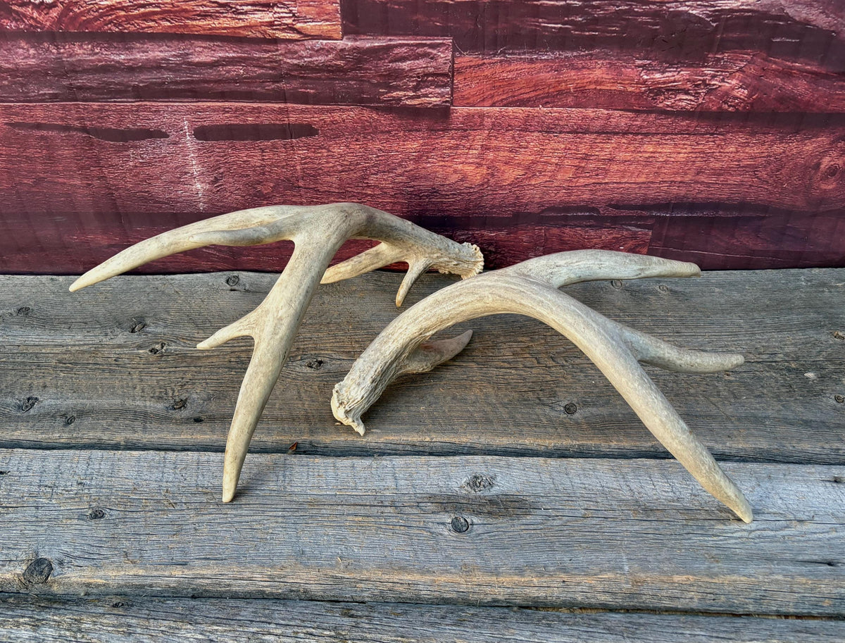 4 Deer Antlers - 2 Matched Sets From the Same Deer. Huge Whitetailed deer