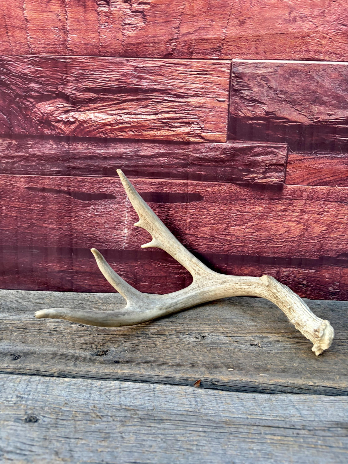 4 Deer Antlers - 2 Matched Sets From the Same Deer. Huge Whitetailed deer