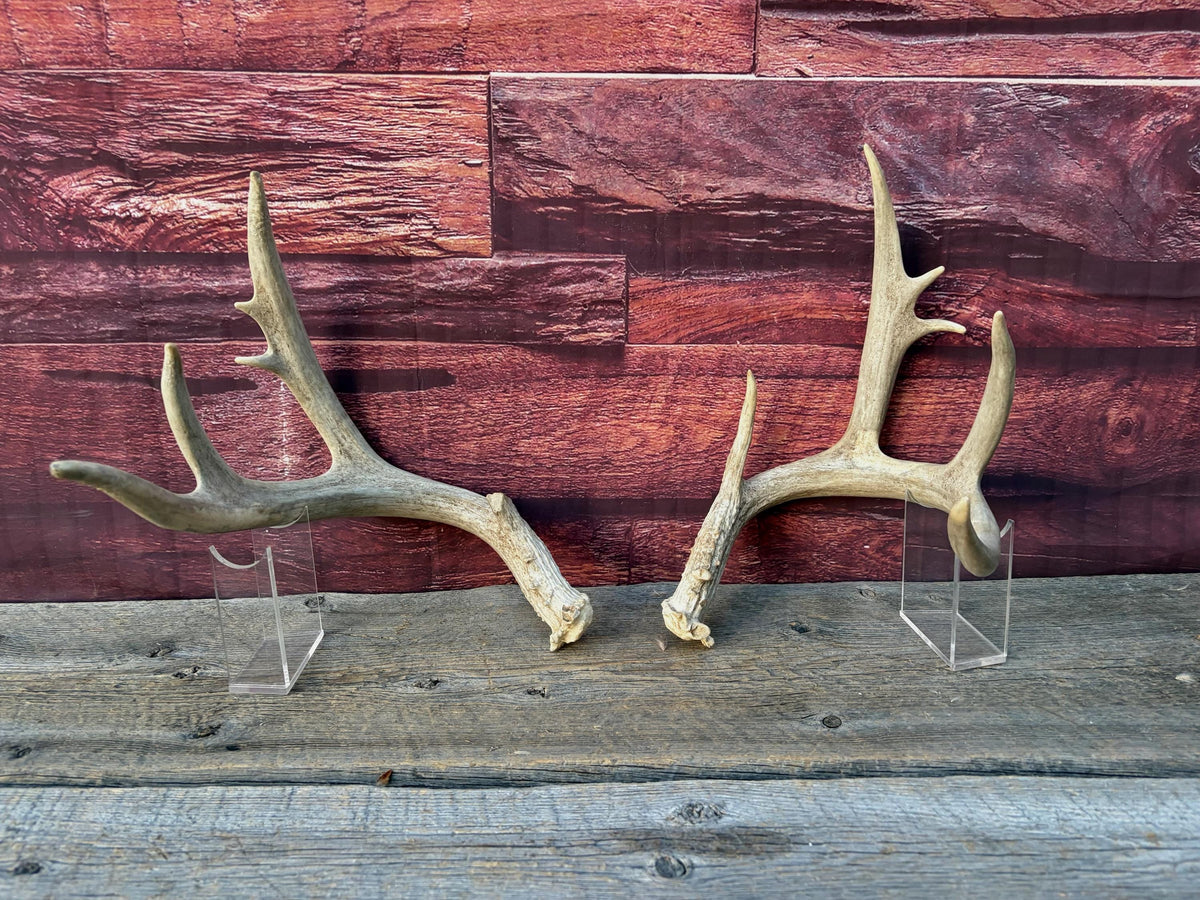 4 Deer Antlers - 2 Matched Sets From the Same Deer. Huge Whitetailed deer