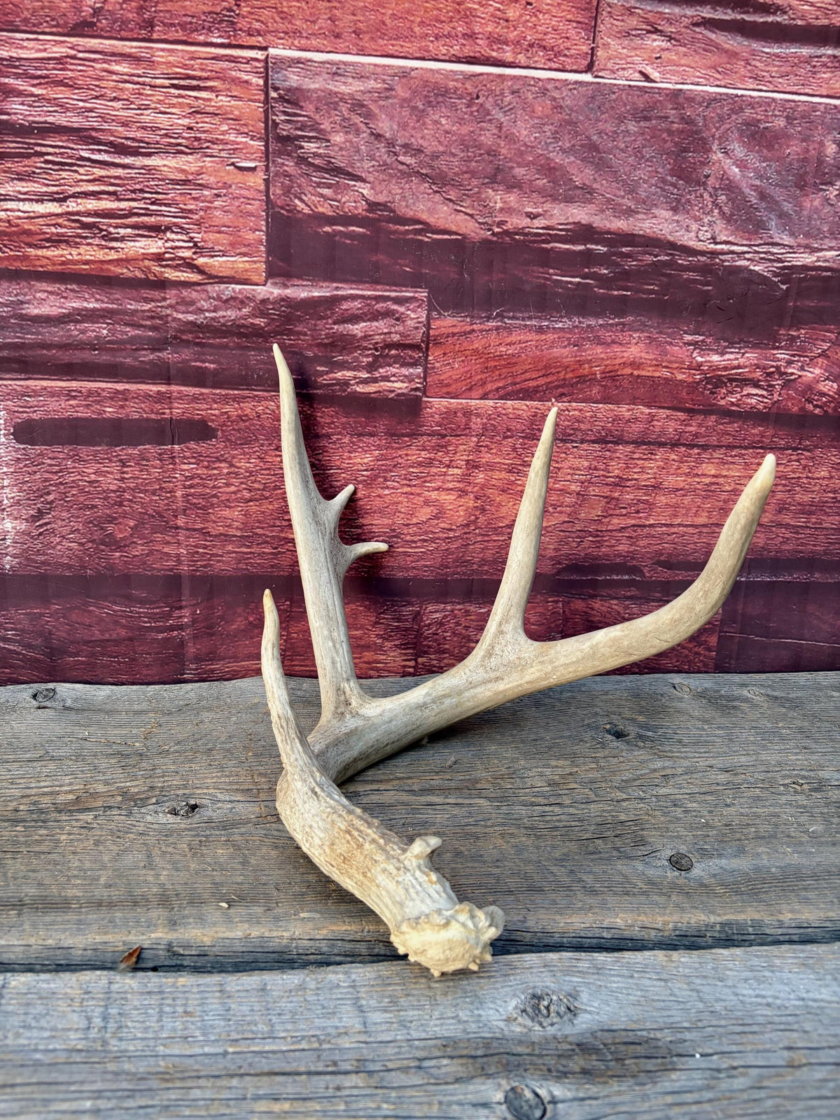 4 Deer Antlers - 2 Matched Sets From the Same Deer. Huge Whitetailed deer