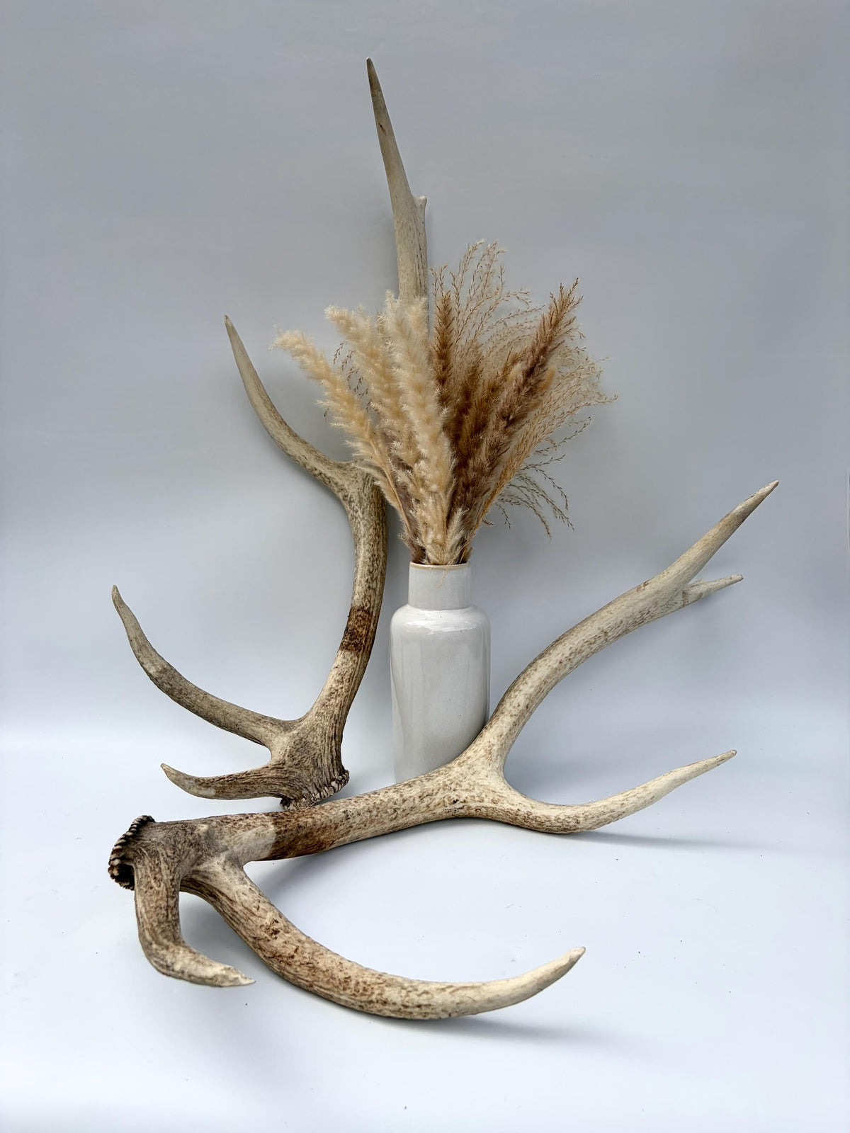Matching Elk Antler Set. Elk Sheds for Home Decor, Interior Design and More.