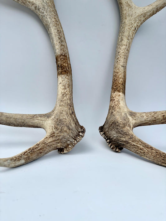Matching Elk Antler Set. Elk Sheds for Home Decor, Interior Design and More.