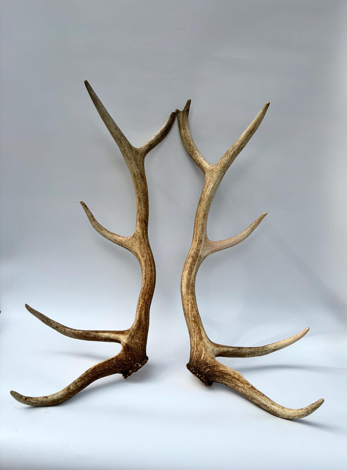 Matching Elk Antler Set. Fresh Large Antlers for Home Decor, Interior Design and More.