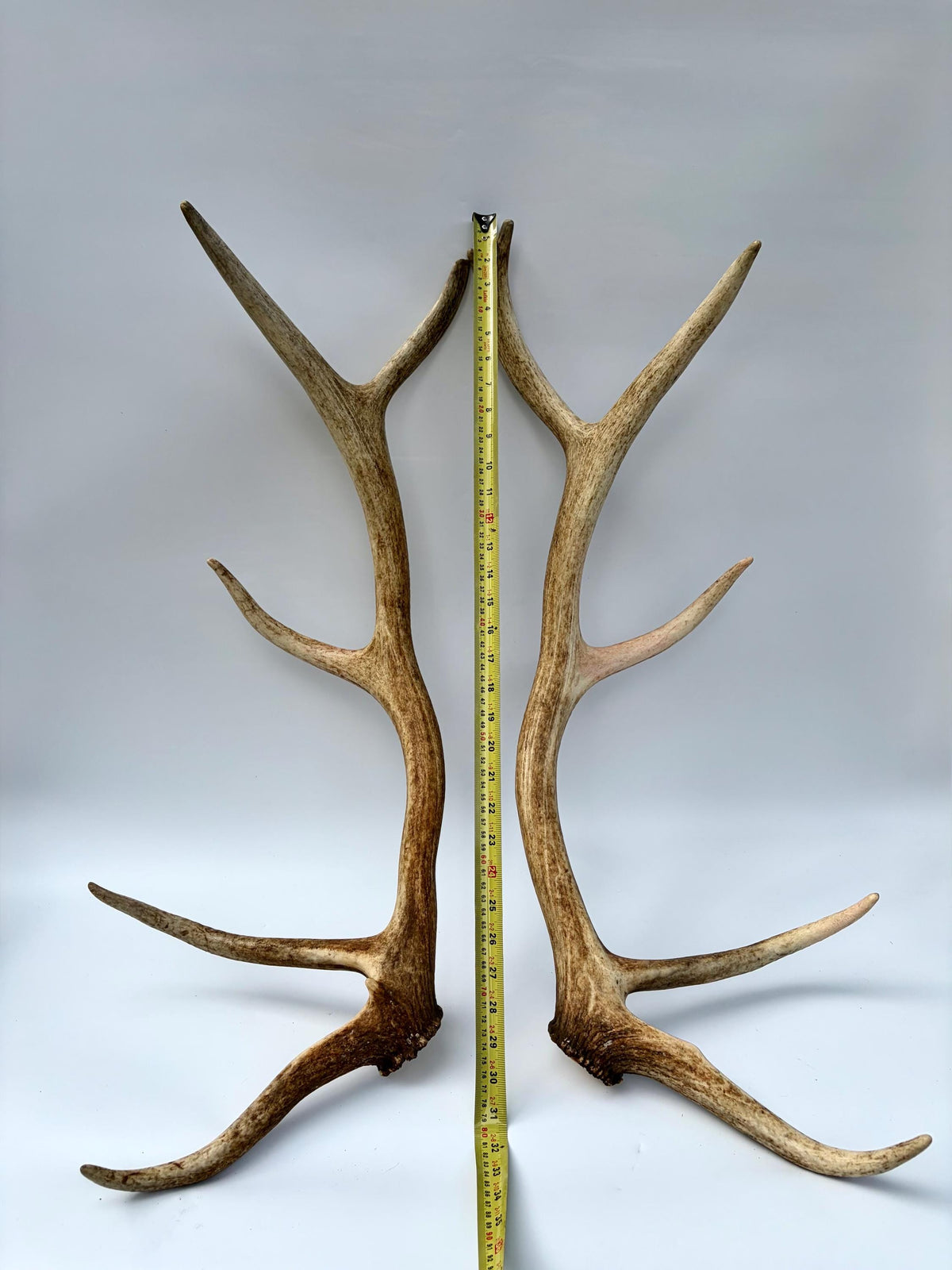 Matching Elk Antler Set. Fresh Large Antlers for Home Decor, Interior Design and More.
