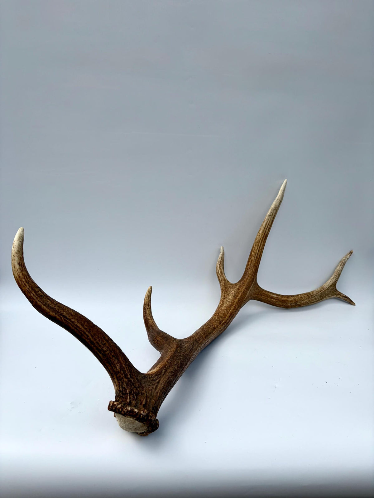 Matching Elk Antler Set. Fresh Large Antlers for Home Decor, Interior Design and More.