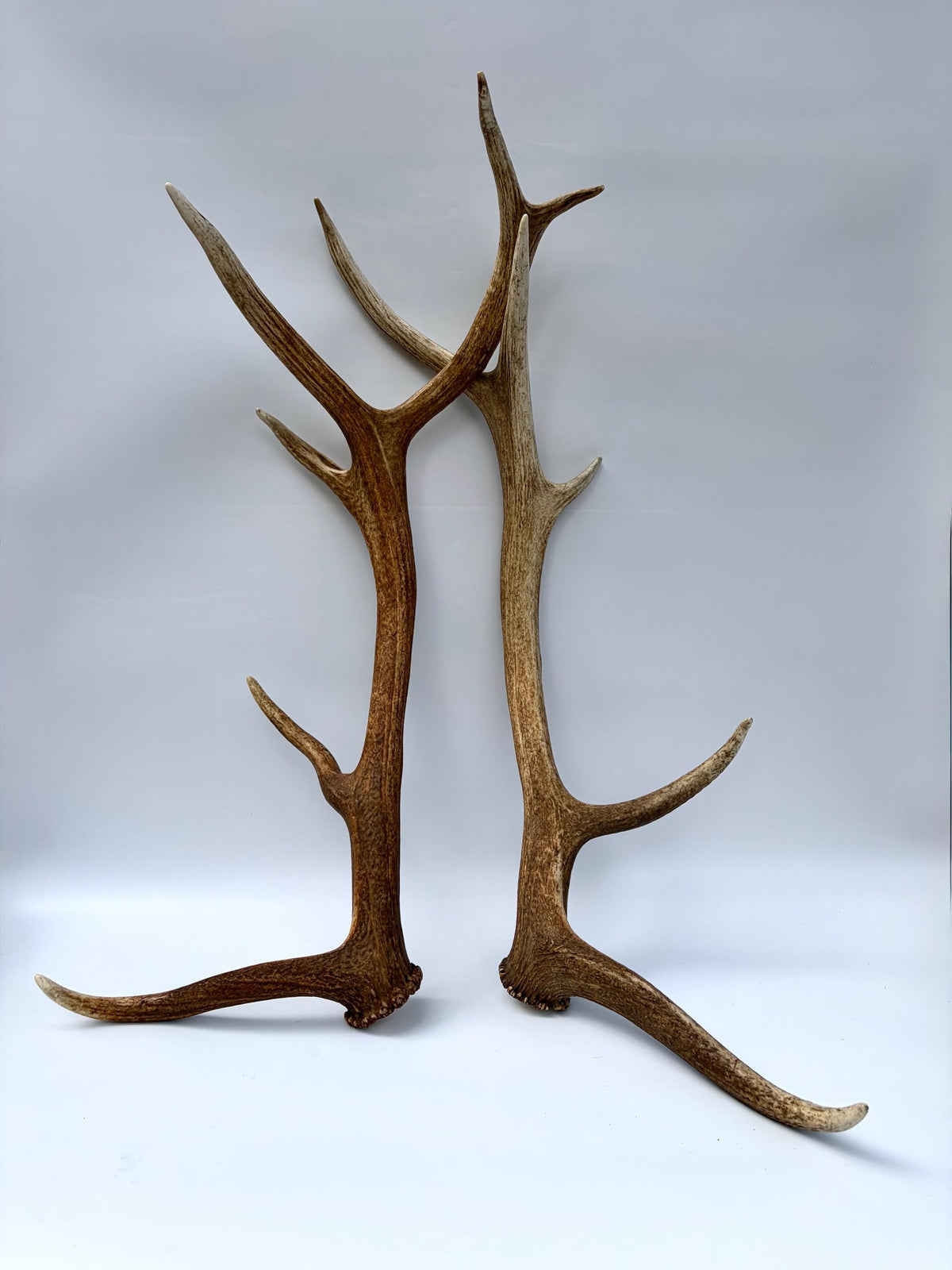 Matching Elk Antler Set. Fresh Large Antlers for Home Decor, Interior Design and More.