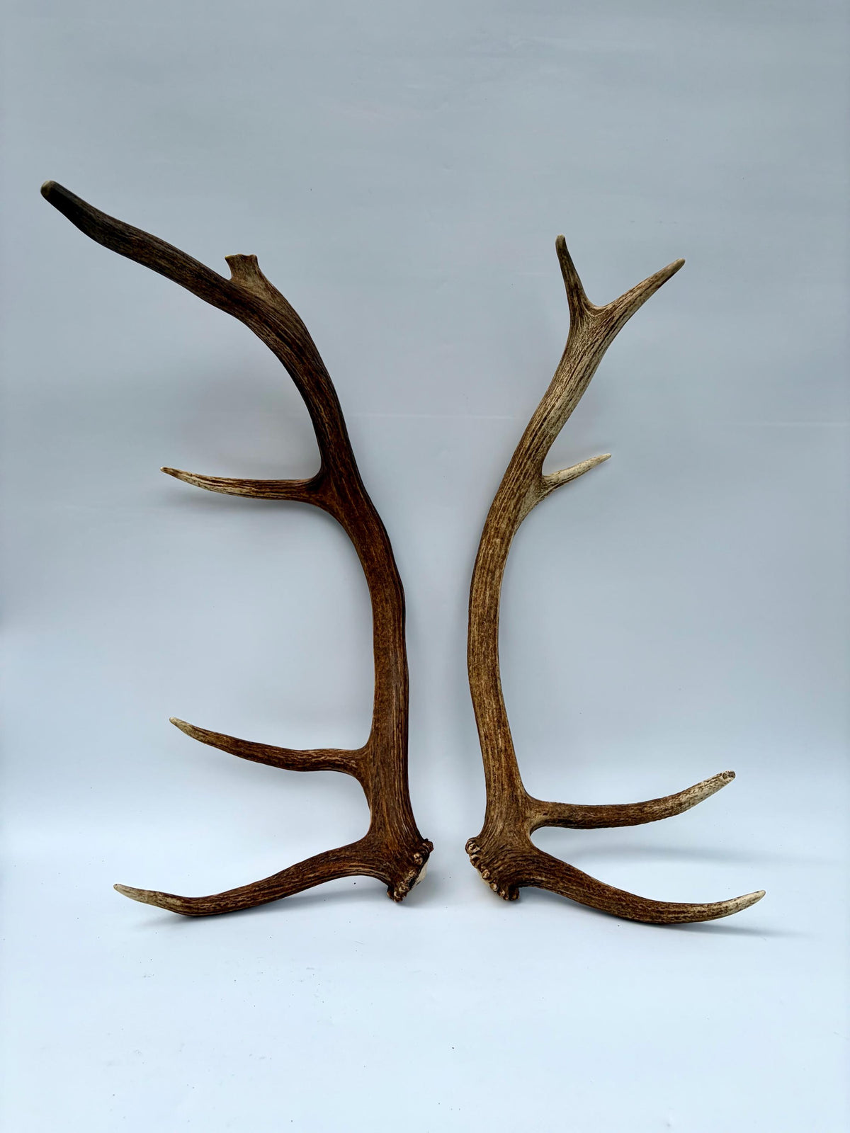Matching Elk Antler Set. Pristine Elk Sheds for Home Decor, Interior Design and More.
