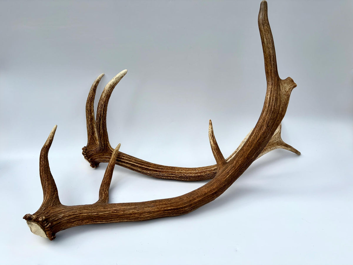 Matching Elk Antler Set. Pristine Elk Sheds for Home Decor, Interior Design and More.