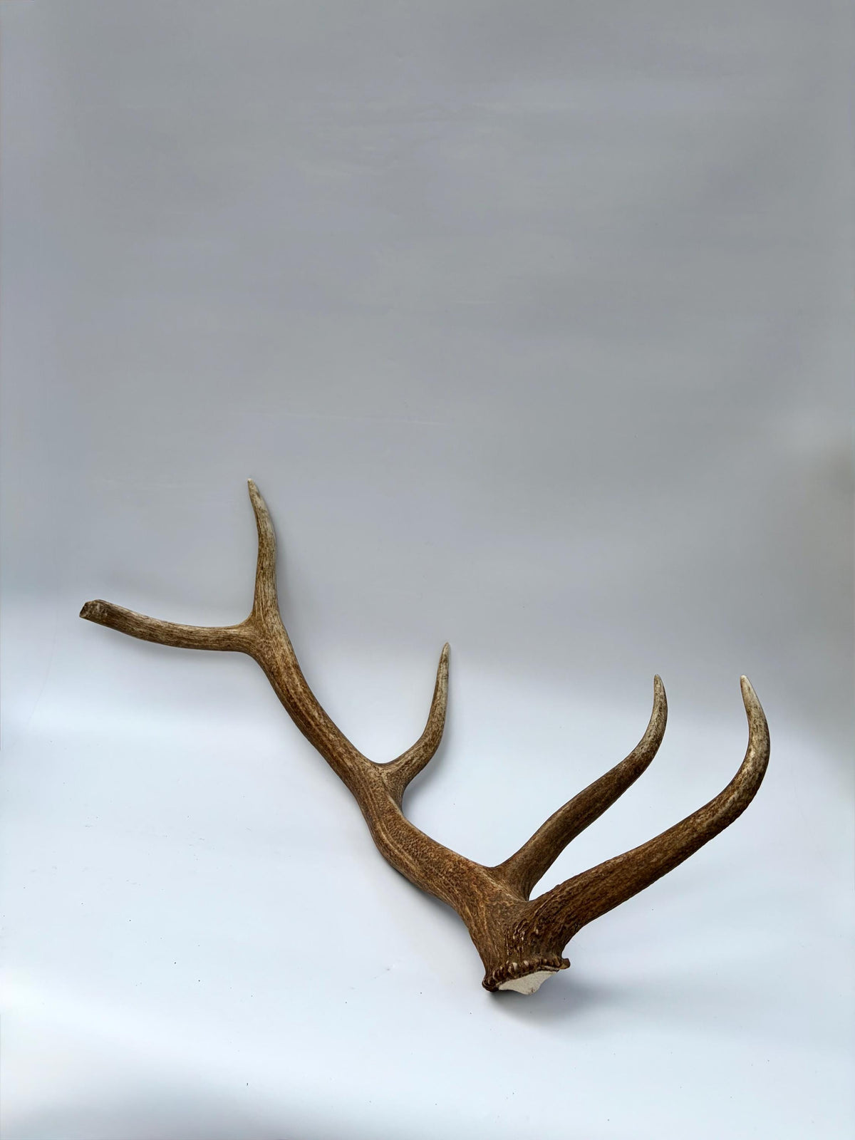 Matching Elk Antler Set. Fresh Large Antlers for Home Decor, Interior Design and More.