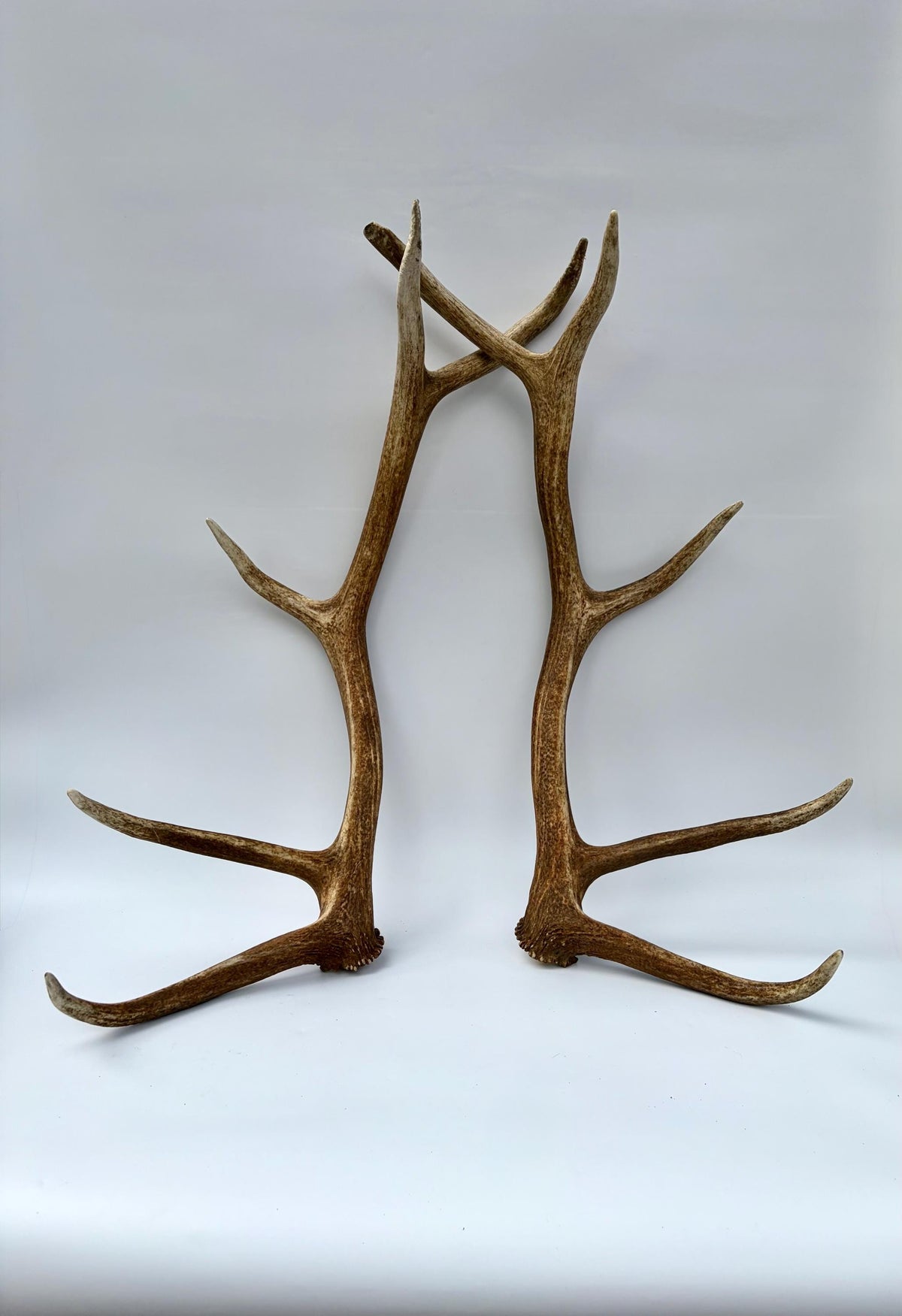 Matching Elk Antler Set. Fresh Large Antlers for Home Decor, Interior Design and More.