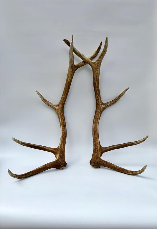 Matching Elk Antler Set. Fresh Large Antlers for Home Decor, Interior Design and More.