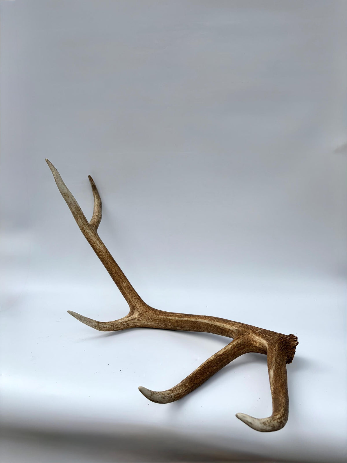 Matching Elk Antler Set. Fresh Large Antlers for Home Decor, Interior Design and More.