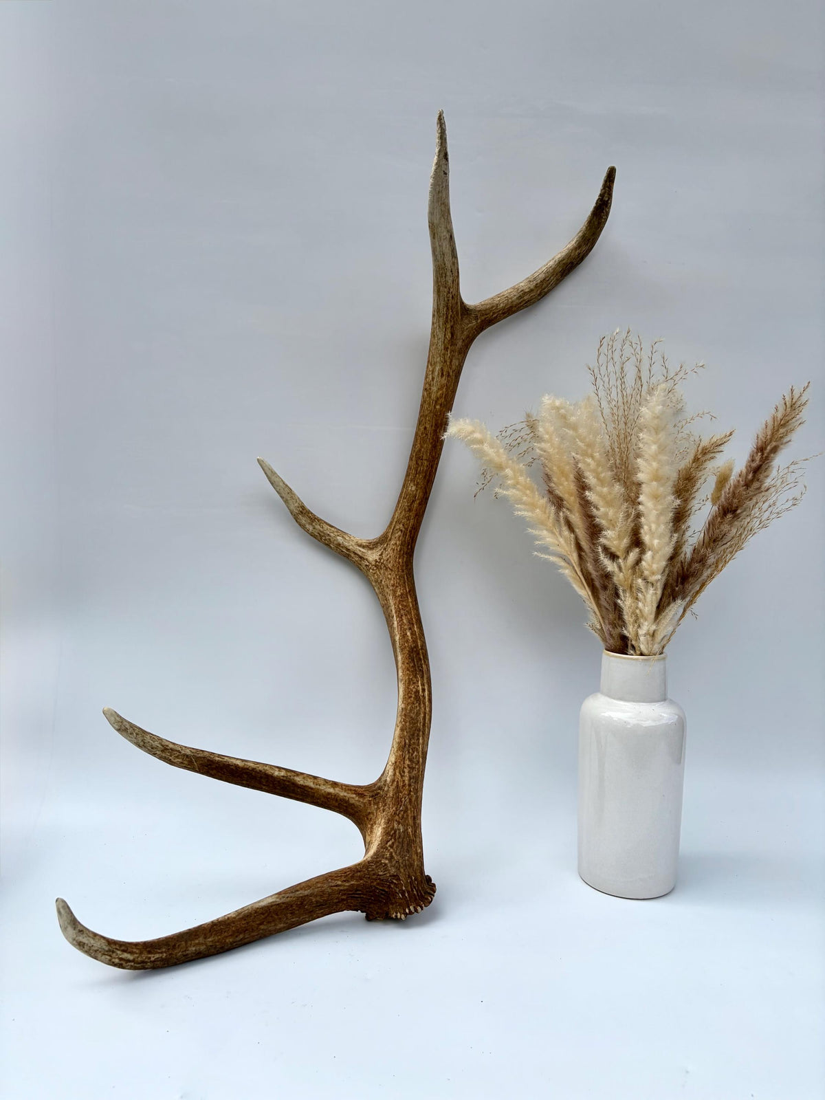Matching Elk Antler Set. Fresh Large Antlers for Home Decor, Interior Design and More.