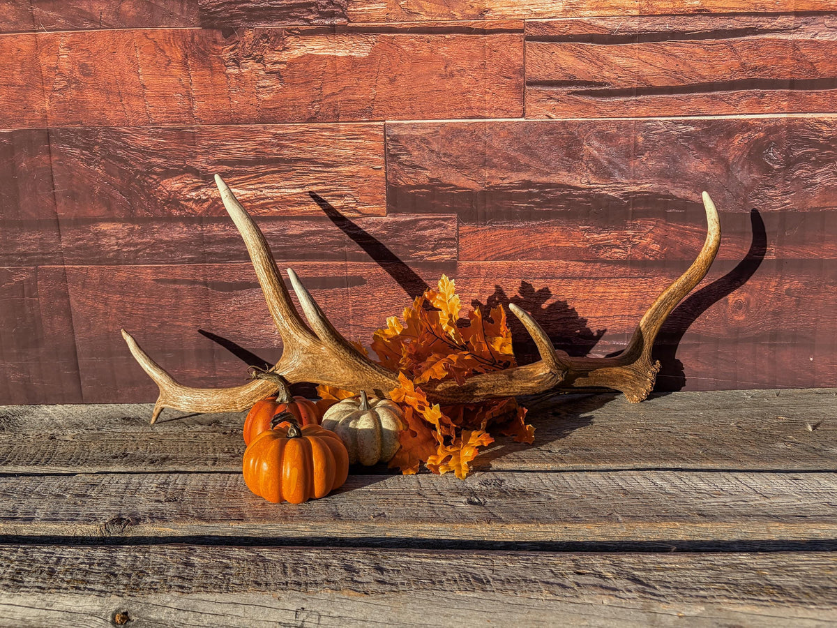 Matching Elk Antler Set. Fresh Large Antlers for Home Decor, Interior Design and More.