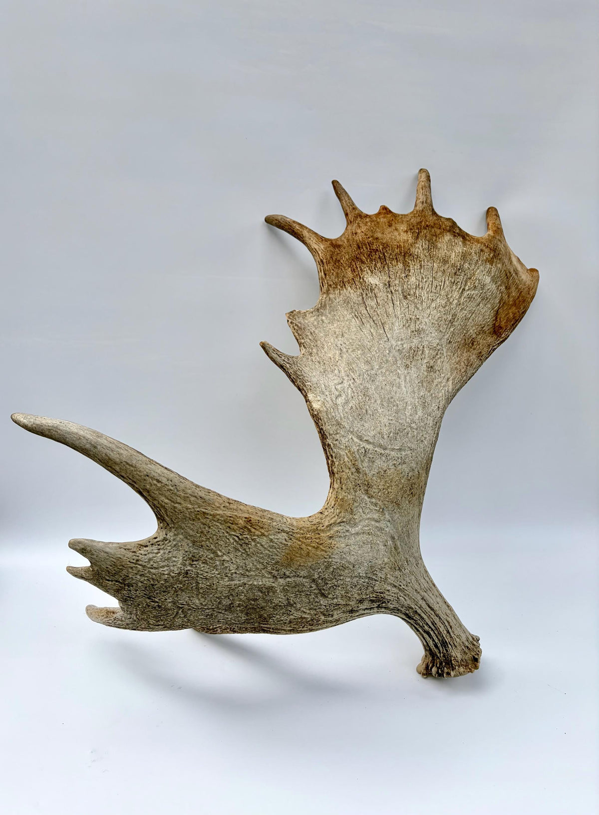 Bull Moose Antler. Giant, Premium Moose Antler for Crafting, Decor and More!