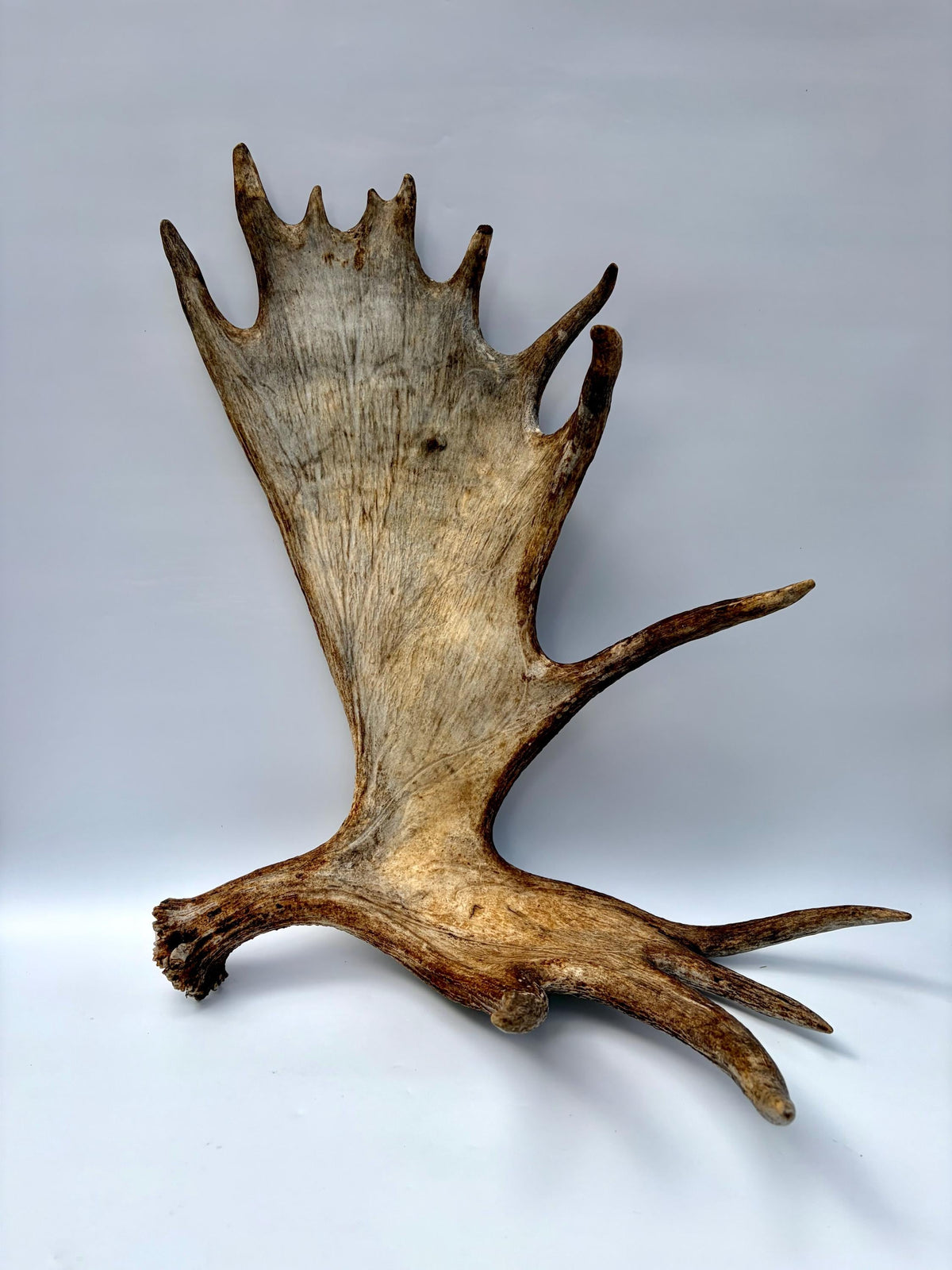Bull Moose Antler. Giant, Premium Moose Antler for Crafting, Decor and More!