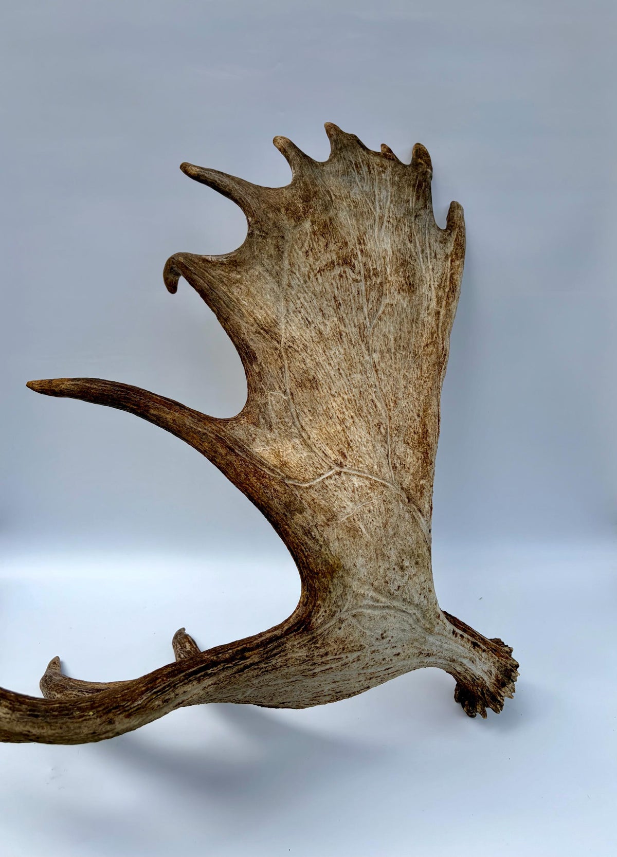 Bull Moose Antler. Giant, Premium Moose Antler for Crafting, Decor and More!