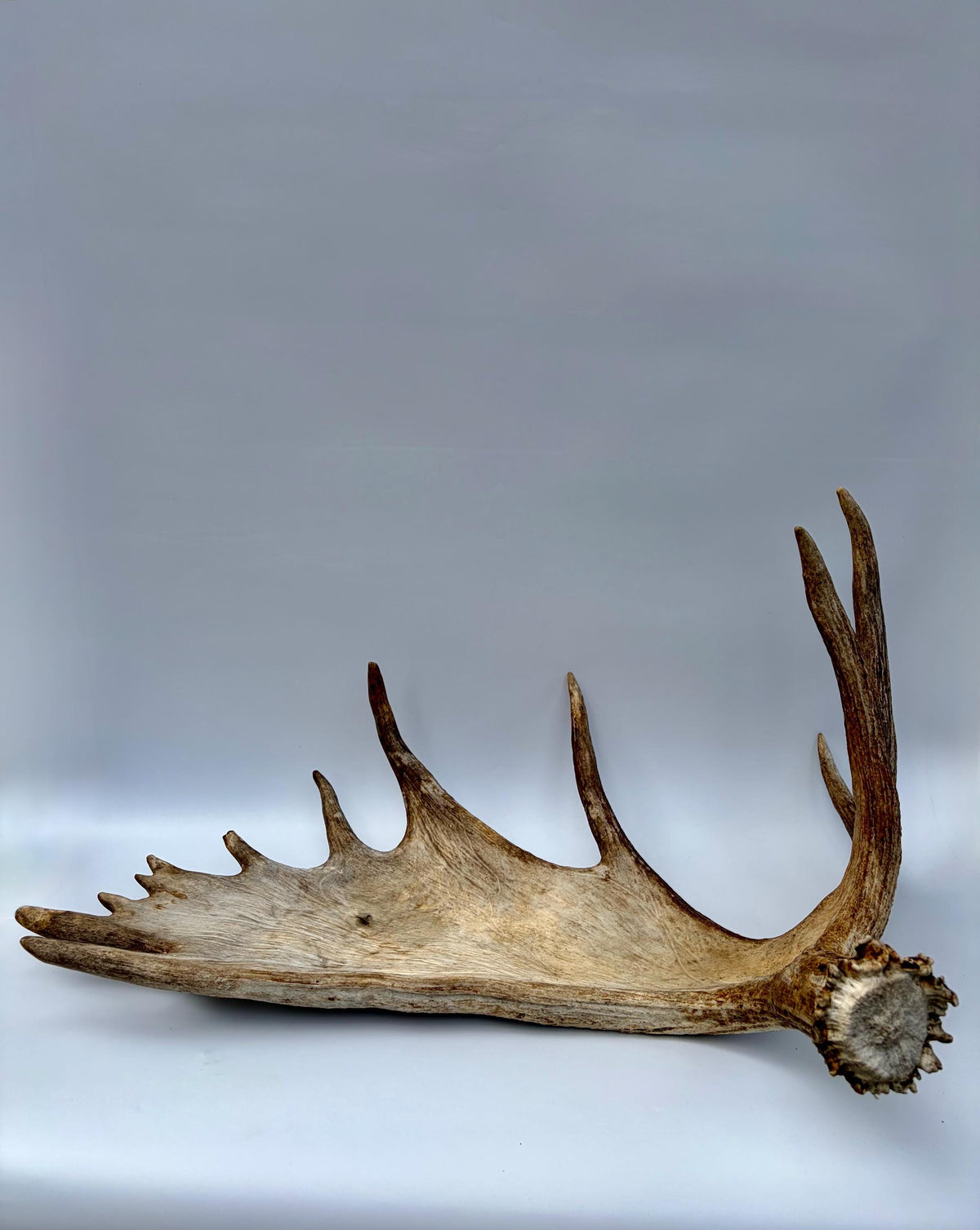 Bull Moose Antler. Giant, Premium Moose Antler for Crafting, Decor and More!