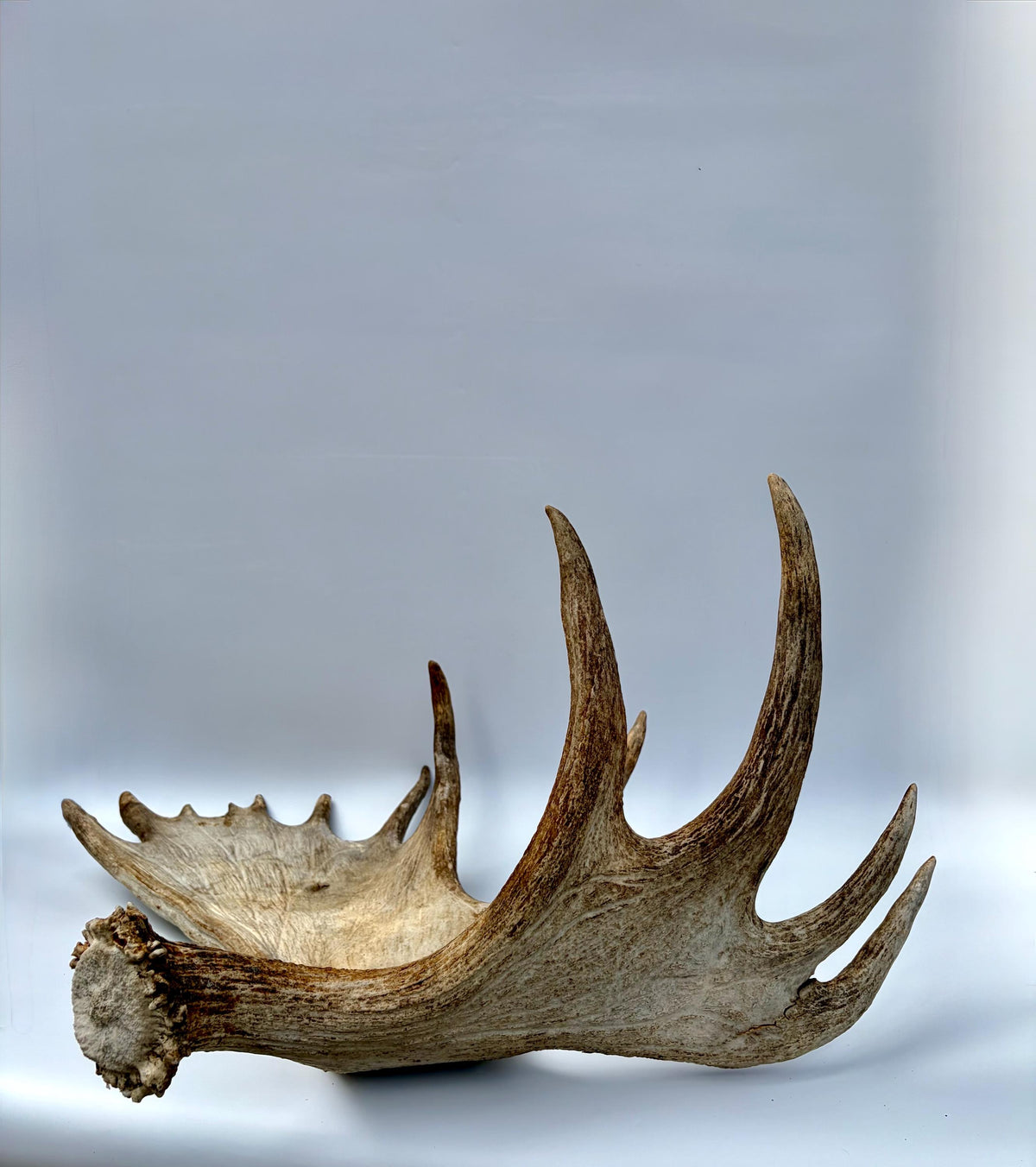 Bull Moose Antler. Giant, Premium Moose Antler for Crafting, Decor and More!